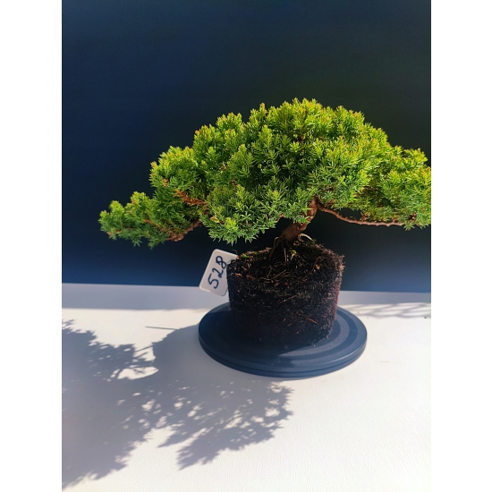 Żywe Drzewko Bonsai Jałowiec Rozesłany Procumbens 11-letni +GRATIS 528