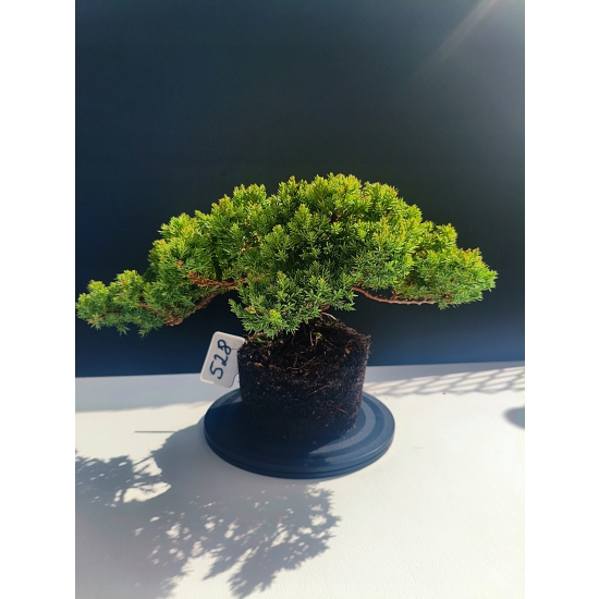 Żywe Drzewko Bonsai Jałowiec Rozesłany Procumbens 11-letni +GRATIS 528
