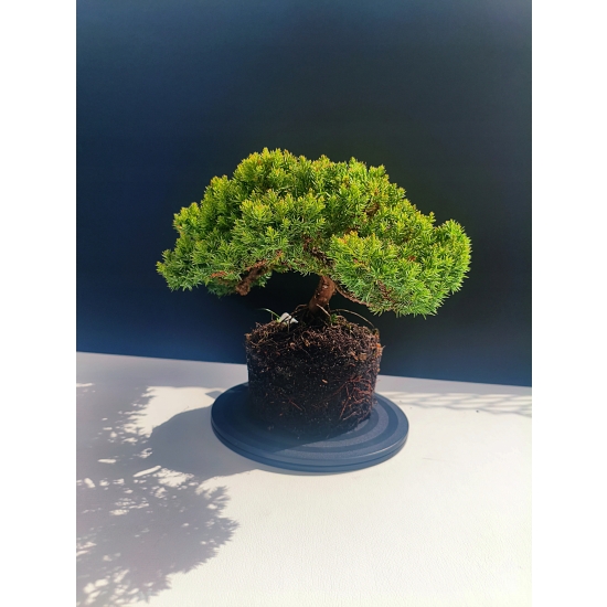 Żywe Drzewko Bonsai Jałowiec Rozesłany Procumbens 11-letni +GRATIS 528