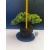 Żywe Drzewko Bonsai Jałowiec Rozesłany Procumbens 11-letni +GRATIS 526