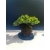 Żywe Drzewko Bonsai Jałowiec Rozesłany Procumbens 11-letni +GRATIS 526