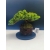 Żywe Drzewko Bonsai Jałowiec Rozesłany Procumbens 11-letni +GRATIS 526