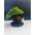 Żywe Drzewko Bonsai Jałowiec Rozesłany Procumbens 11-letni +GRATIS 526