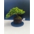 Żywe Drzewko Bonsai Jałowiec Rozesłany Procumbens 11-letni +GRATIS 526