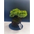 Żywe Drzewko Bonsai Jałowiec Rozesłany Procumbens 11-letni +GRATIS 526