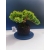 Żywe Drzewko Bonsai Jałowiec Rozesłany Procumbens 11-letni +GRATIS 526