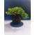 Żywe Drzewko Bonsai Jałowiec Rozesłany Procumbens 11-letni +GRATIS 526