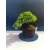 Żywe Drzewko Bonsai Jałowiec Rozesłany Procumbens 11-letni +GRATIS 526