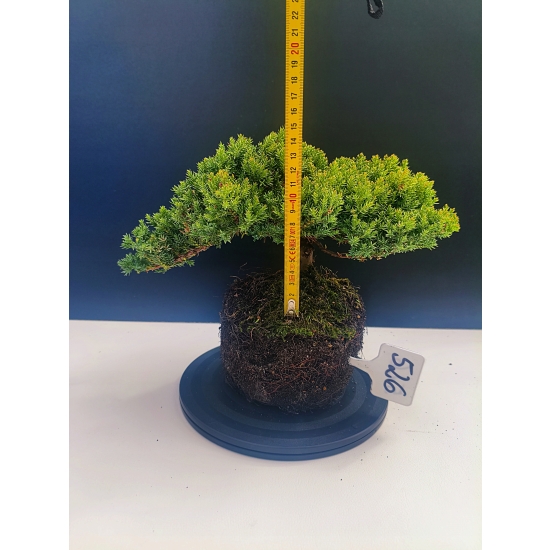Żywe Drzewko Bonsai Jałowiec Rozesłany Procumbens 11-letni +GRATIS 526