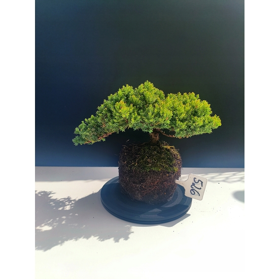 Żywe Drzewko Bonsai Jałowiec Rozesłany Procumbens 11-letni +GRATIS 526