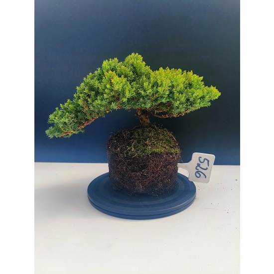 Żywe Drzewko Bonsai Jałowiec Rozesłany Procumbens 11-letni +GRATIS 526