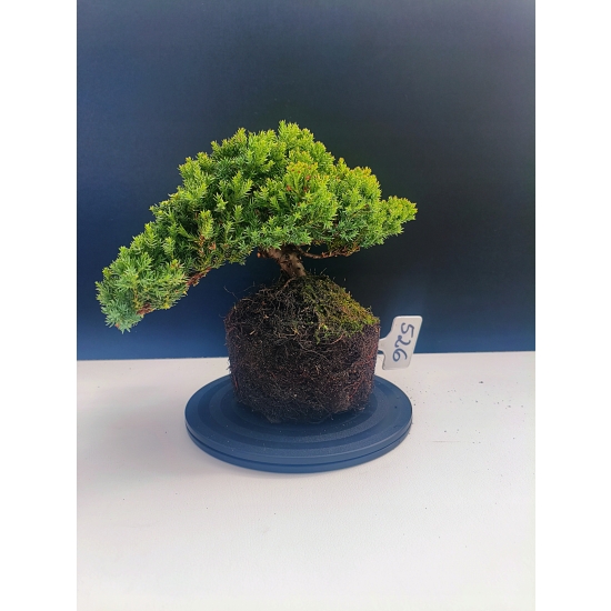 Żywe Drzewko Bonsai Jałowiec Rozesłany Procumbens 11-letni +GRATIS 526