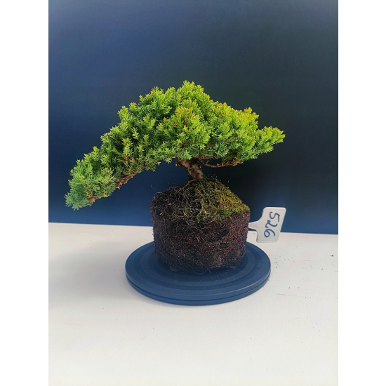 Żywe Drzewko Bonsai Jałowiec Rozesłany Procumbens 11-letni +GRATIS 526