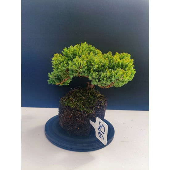 Żywe Drzewko Bonsai Jałowiec Rozesłany Procumbens 11-letni +GRATIS 526