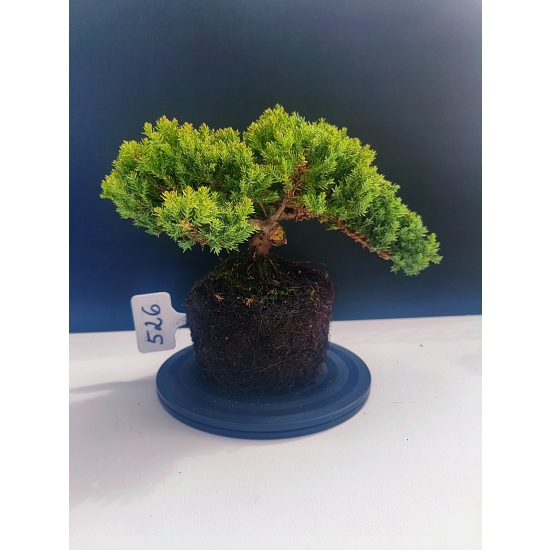 Żywe Drzewko Bonsai Jałowiec Rozesłany Procumbens 11-letni +GRATIS 526