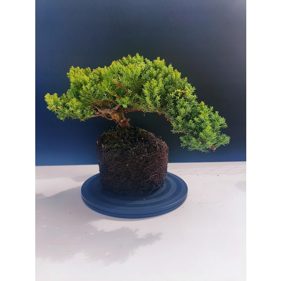 Żywe Drzewko Bonsai Jałowiec Rozesłany Procumbens 11-letni +GRATIS 526