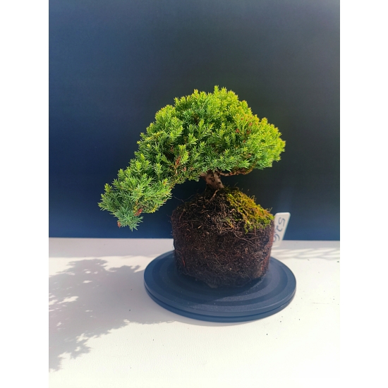 Żywe Drzewko Bonsai Jałowiec Rozesłany Procumbens 11-letni +GRATIS 526