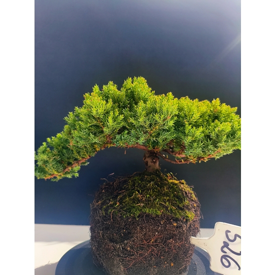 Żywe Drzewko Bonsai Jałowiec Rozesłany Procumbens 11-letni +GRATIS 526