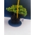 Żywe Drzewko Bonsai Jałowiec Rozesłany Procumbens 11-letni +GRATIS 519