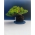 Żywe Drzewko Bonsai Jałowiec Rozesłany Procumbens 11-letni +GRATIS 519