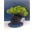 Żywe Drzewko Bonsai Jałowiec Rozesłany Procumbens 11-letni +GRATIS 519