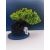 Żywe Drzewko Bonsai Jałowiec Rozesłany Procumbens 11-letni +GRATIS 519