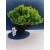 Żywe Drzewko Bonsai Jałowiec Rozesłany Procumbens 11-letni +GRATIS 519