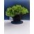 Żywe Drzewko Bonsai Jałowiec Rozesłany Procumbens 11-letni +GRATIS 519