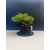 Żywe Drzewko Bonsai Jałowiec Rozesłany Procumbens 11-letni +GRATIS 519