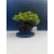 Żywe Drzewko Bonsai Jałowiec Rozesłany Procumbens 11-letni +GRATIS 519
