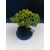 Żywe Drzewko Bonsai Jałowiec Rozesłany Procumbens 11-letni +GRATIS 519