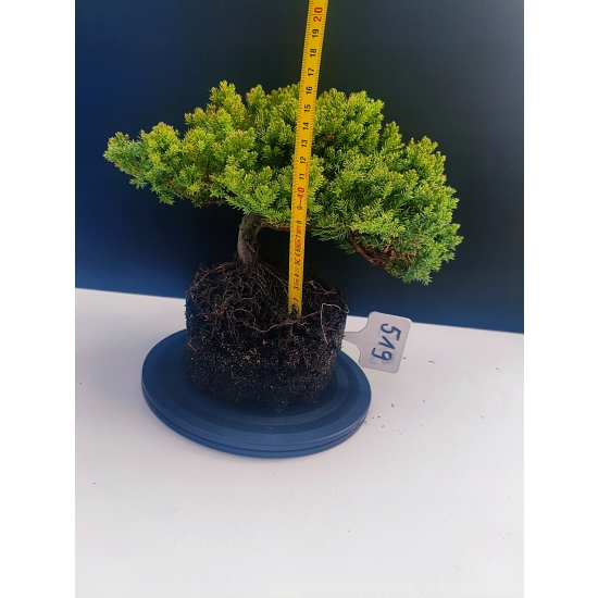 Żywe Drzewko Bonsai Jałowiec Rozesłany Procumbens 11-letni +GRATIS 519