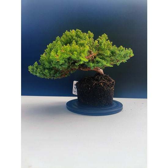 Żywe Drzewko Bonsai Jałowiec Rozesłany Procumbens 11-letni +GRATIS 519