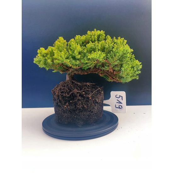 Żywe Drzewko Bonsai Jałowiec Rozesłany Procumbens 11-letni +GRATIS 519