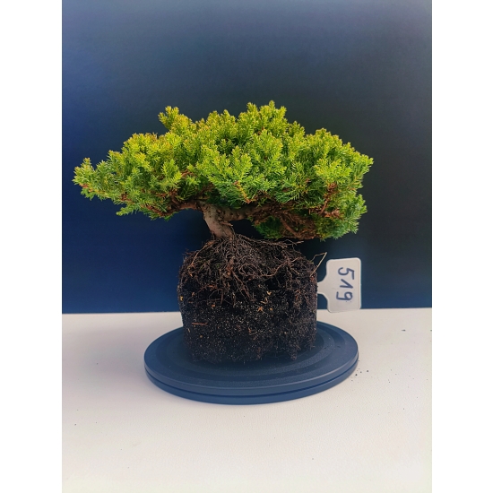 Żywe Drzewko Bonsai Jałowiec Rozesłany Procumbens 11-letni +GRATIS 519