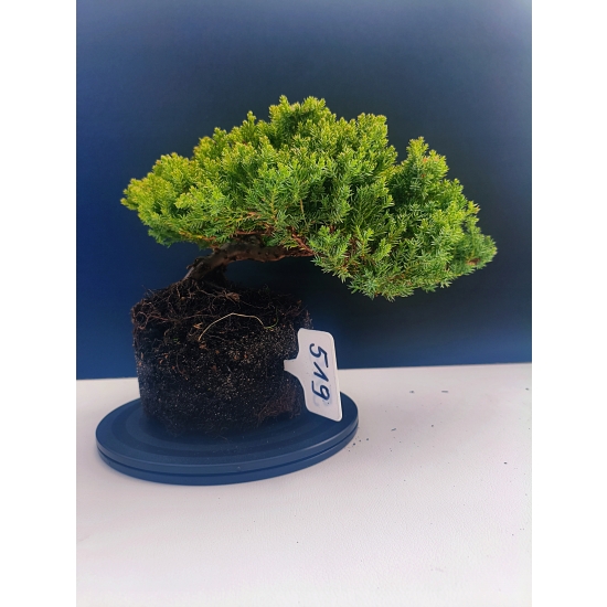Żywe Drzewko Bonsai Jałowiec Rozesłany Procumbens 11-letni +GRATIS 519