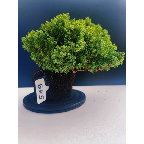 Żywe Drzewko Bonsai Jałowiec Rozesłany Procumbens 11-letni +GRATIS 519