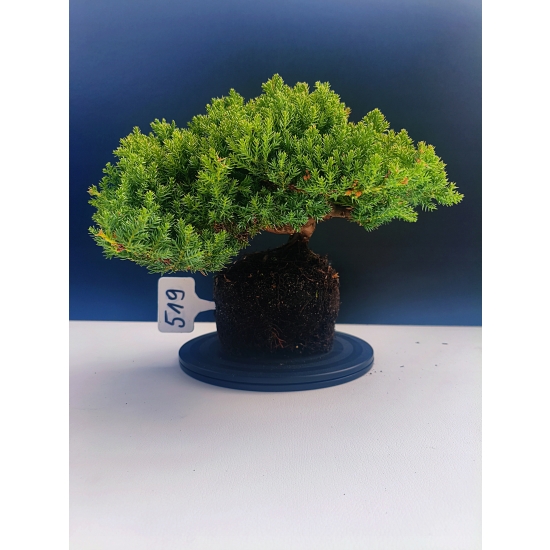 Żywe Drzewko Bonsai Jałowiec Rozesłany Procumbens 11-letni +GRATIS 519