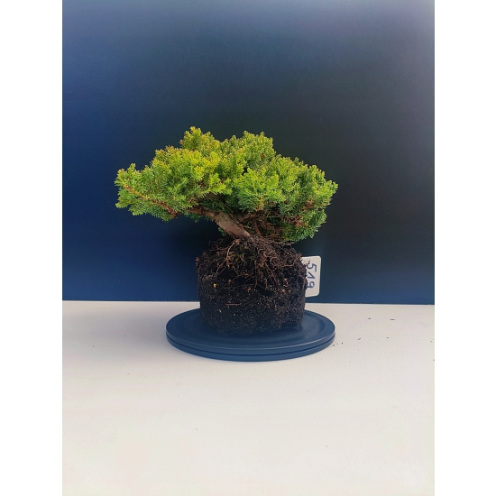 Żywe Drzewko Bonsai Jałowiec Rozesłany Procumbens 11-letni +GRATIS 519