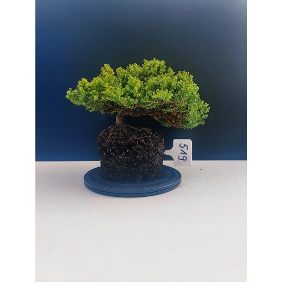 Żywe Drzewko Bonsai Jałowiec Rozesłany Procumbens 11-letni +GRATIS 519