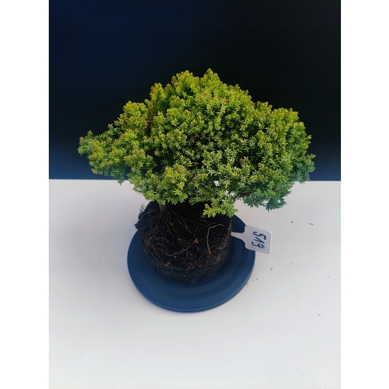 Żywe Drzewko Bonsai Jałowiec Rozesłany Procumbens 11-letni +GRATIS 519