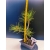 Żywe Drzewko Bonsai Sosna Czarna Pinus Nigra 11-letni na PREZENT 324