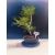 Żywe Drzewko Bonsai Sosna Czarna Pinus Nigra 11-letni na PREZENT 324