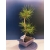 Żywe Drzewko Bonsai Sosna Czarna Pinus Nigra 11-letni na PREZENT 324