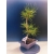 Żywe Drzewko Bonsai Sosna Czarna Pinus Nigra 11-letni na PREZENT 324