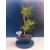 Żywe Drzewko Bonsai Sosna Czarna Pinus Nigra 11-letni na PREZENT 324
