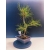 Żywe Drzewko Bonsai Sosna Czarna Pinus Nigra 11-letni na PREZENT 324