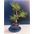 Żywe Drzewko Bonsai Sosna Czarna Pinus Nigra 11-letni na PREZENT 324