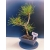 Żywe Drzewko Bonsai Sosna Czarna Pinus Nigra 11-letni na PREZENT 324