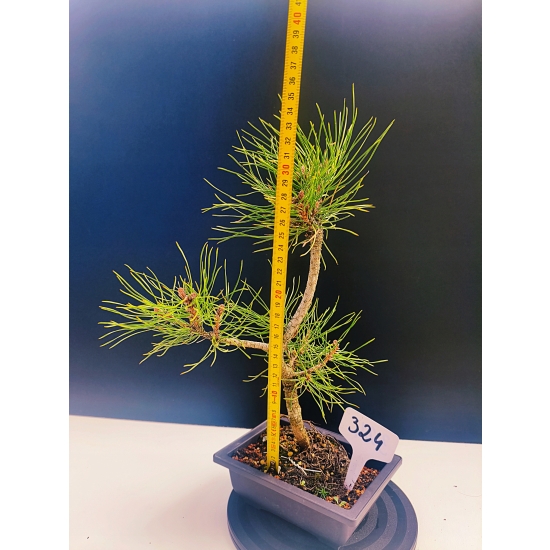 Żywe Drzewko Bonsai Sosna Czarna Pinus Nigra 11-letni na PREZENT 324